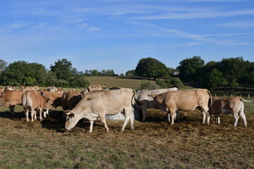 Naklejka na ściany i meble Un troupeau de vaches dans une exploitation agricole dans le Berry en France 