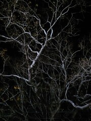 tree in the night