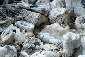 Black coals and white ashes after a fire. White charred pieces of wood