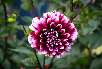 Pink dahlia close-up. Vertical floral background. High quality photo