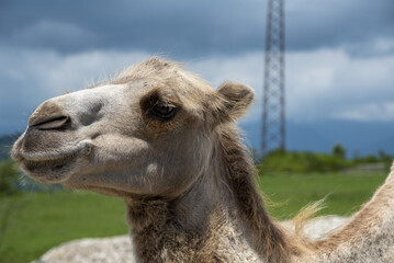 Portrait of a camel against a cloudy sky .
