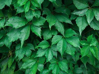 Wall of plant leaves with drops