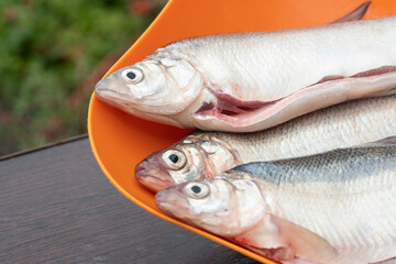 Gutted  raw fish on bowl close up