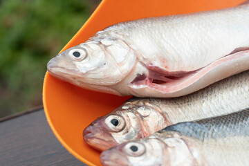 Gutted  raw fish on bowl close up