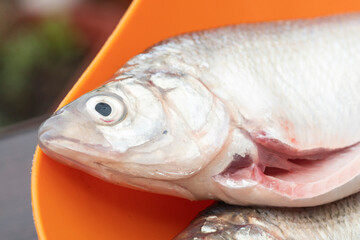 Gutted  raw fish on bowl close up
