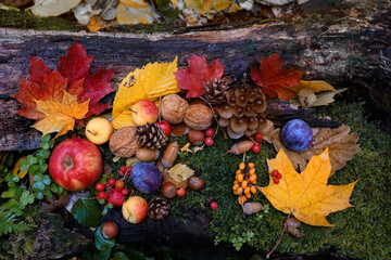 Autumn background. Fallen leaves, fruits, berries, mushrooms, nuts, cones close up on forest...