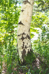 birch tree trunk in green forest