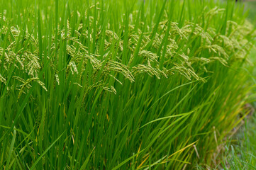 Rice Plant Soon to be Harvested