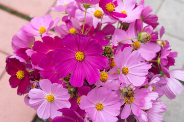 Purple and pink wildflowers close up background texture
