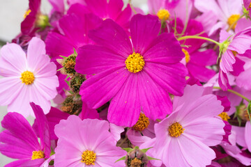 Obraz na płótnie Canvas Purple and pink wildflowers close up background texture