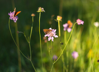 Small butterfly on meadow flower