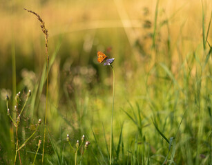 Small butterfly on meadow flower