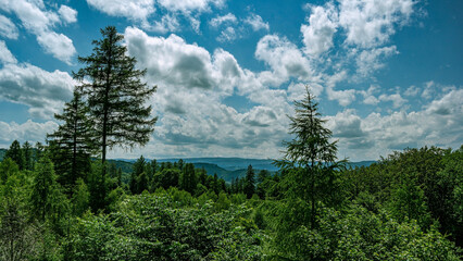 Pines reach for the sky