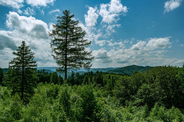 Fototapeta na wymiar Majestic firs of the Ukrainian forest