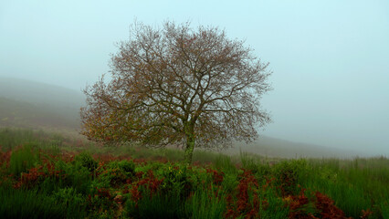 Small oak among the fog