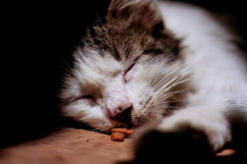 beautiful cat sleeping on the floor