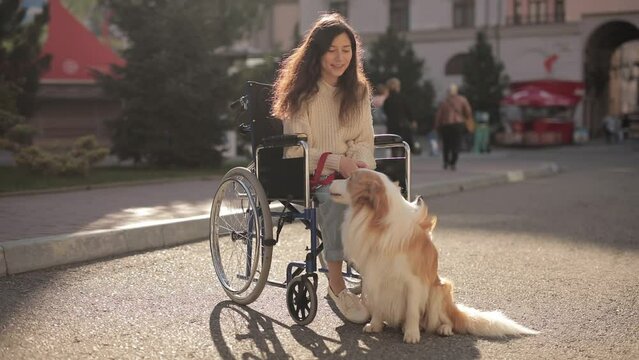 Pretty disabled invalid asian girl sitting on wheelchair and petting a guide dog while riding on outdoors. Border collie