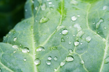 Water drops on wide green leaves close-up. dew