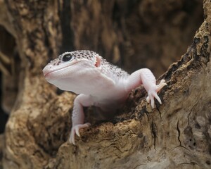 lizard on a white background