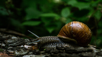 Snail on a wood surface