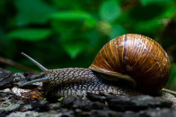 The journey of a snail through the bark of a tree