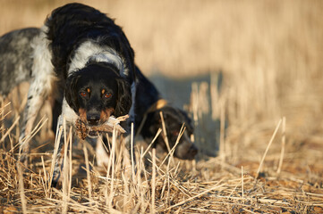 hunting dog with quail - 527838312