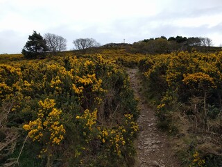 path between yellow flowers