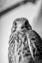 Kestrel