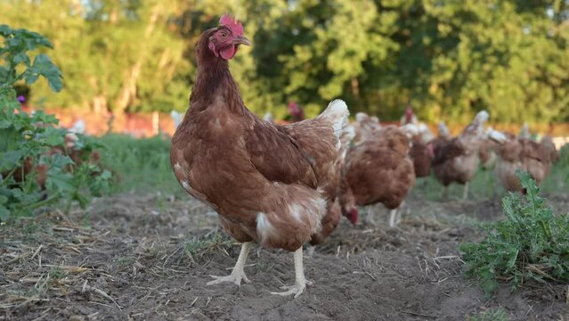 freilaufende H&uuml;hner auf einem Biobauernhof kratzen, scharren und picken. Ein Huhn, Henne steht und schaut zu.