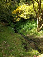Obraz premium path in the forest