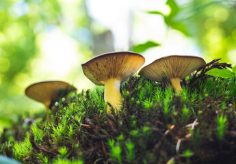 Group of Russula mushrooms growing on moss in forest