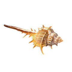 png Isolated sea shell
