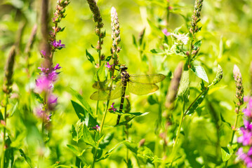 Close up photo of dragonfly insect on flower