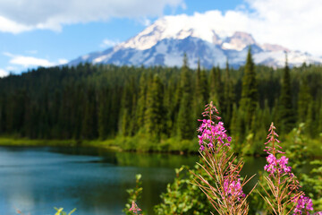 Fireweed also known as Epilobium angustifolium near Reflection Lake in Mount Rainier National Park in state of Washington. 
