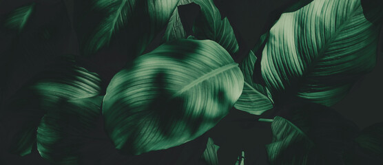 Dark Green Tropical Leaf Group Background Concept Banner Background Of Nature