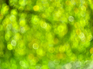 Obraz premium Green bokeh background with oval shape, shot with vintage lens