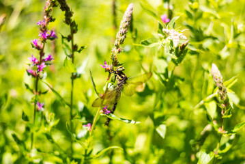 Close up photo of dragonfly insect on flower