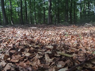 forest in autumn