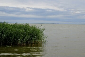 thickets of reeds on the sea under the blue sky