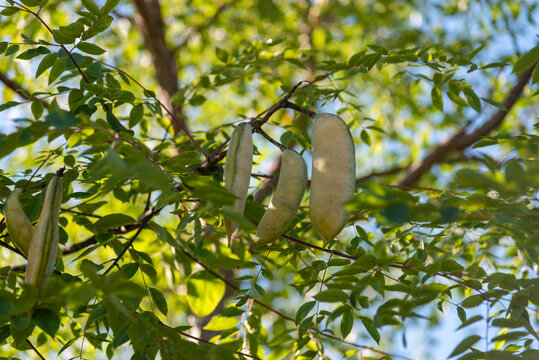 Kentucky Coffeetree Bearing Yellow Seed Pods in September