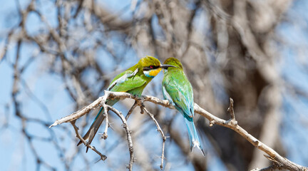 Swallow-tailed Bee-eater
