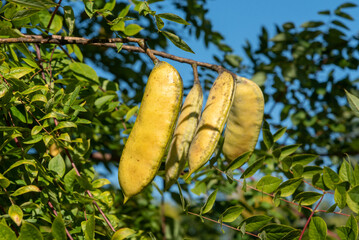 Kentucky Coffeetree Bearing Yellow Seed Pods in September