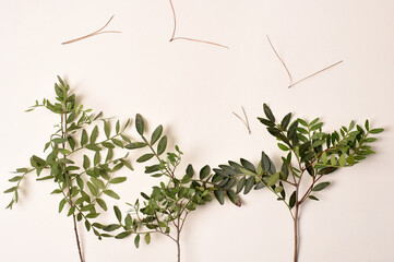 Ramas de arbusto y pinaza, simulando bosque con pajaros, imaginación, dibujo con elementos naturales