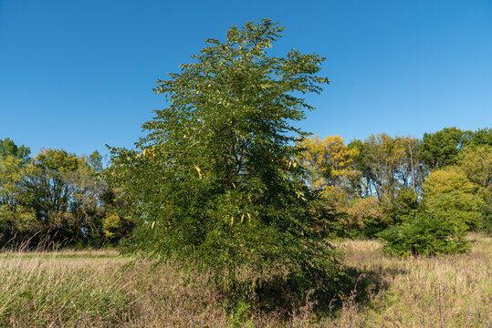 Kentucky Coffeetree Bearing Yellow Seed Pods in September