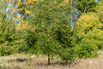 Kentucky Coffeetree Bearing Yellow Seed Pods in September