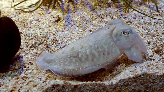 A close-up of a wonderful little cuttlefish that changes its body pattern as it hides on the seabed. Then the camera pans to show another cuttlefish.