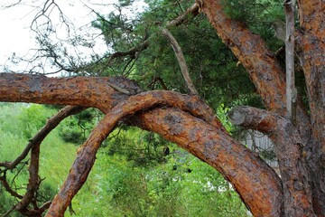 intertwined tree branches of an unusual shape