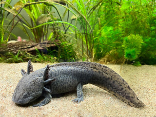 Ambystoma Mexicanum