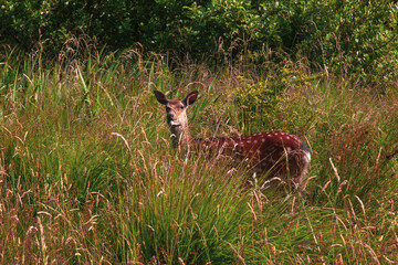 deer in the grass