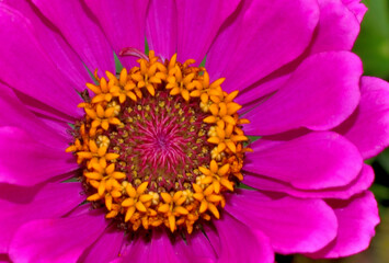 A fragment of a blooming bud of a garden flower on a summer day close-up